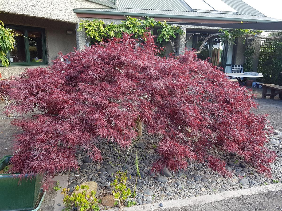 Highgate Bed And Breakfast & Garden Pirongia Exterior photo