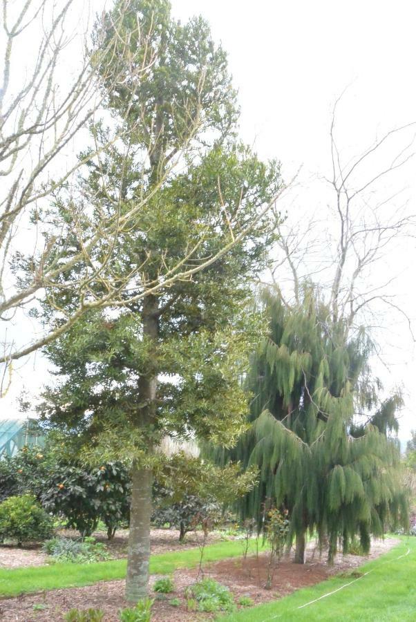 Highgate Bed And Breakfast & Garden Pirongia Exterior photo